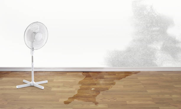 Best Water damage cleanup near me  in Sandia Heights, NM
